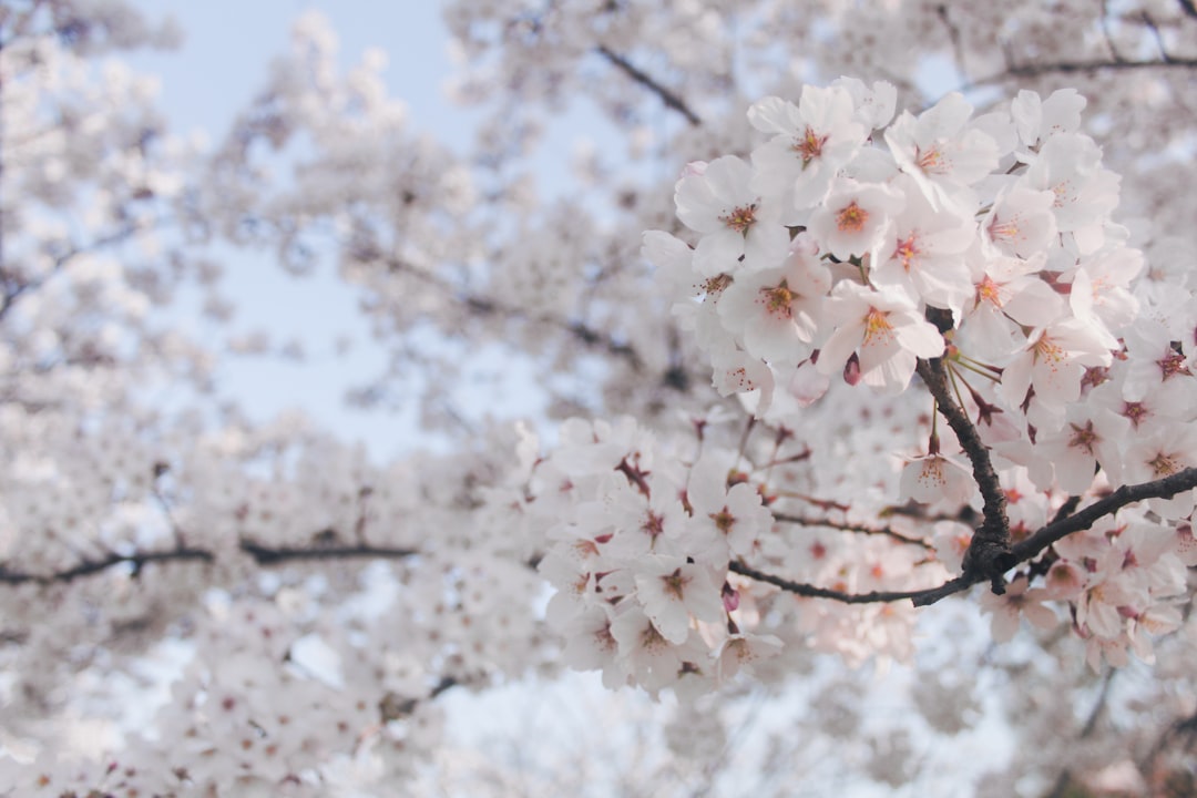 Delicate white cherry blossoms bloom against a soft blue sky.