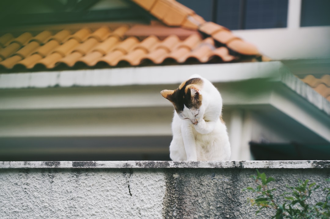 A cat grooming itself on a wall