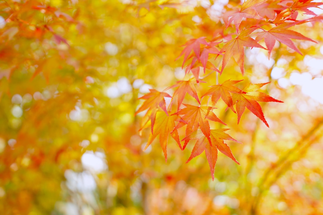 close-up photo of brown leaves