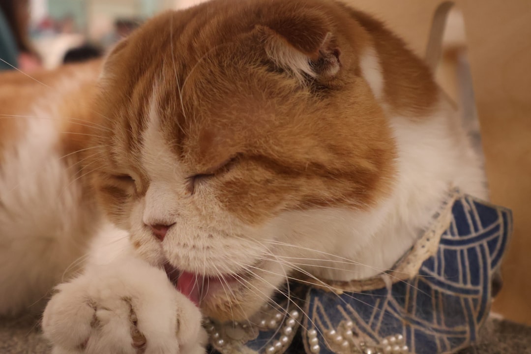 an orange and white cat laying on top of a table