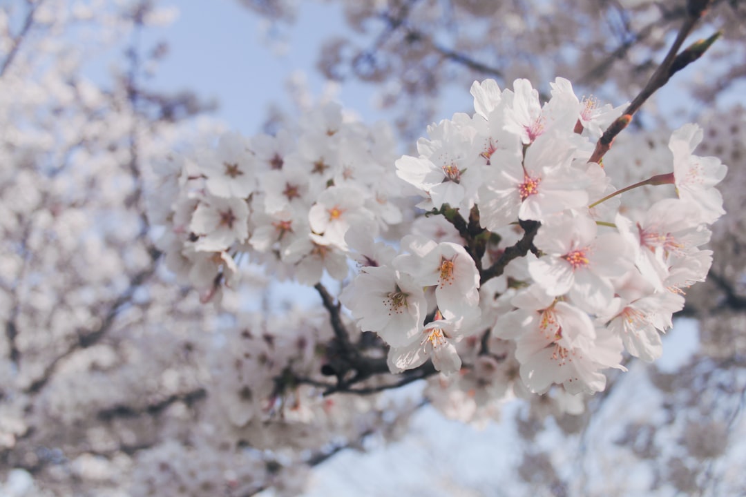 Delicate white cherry blossoms bloom on a branch.