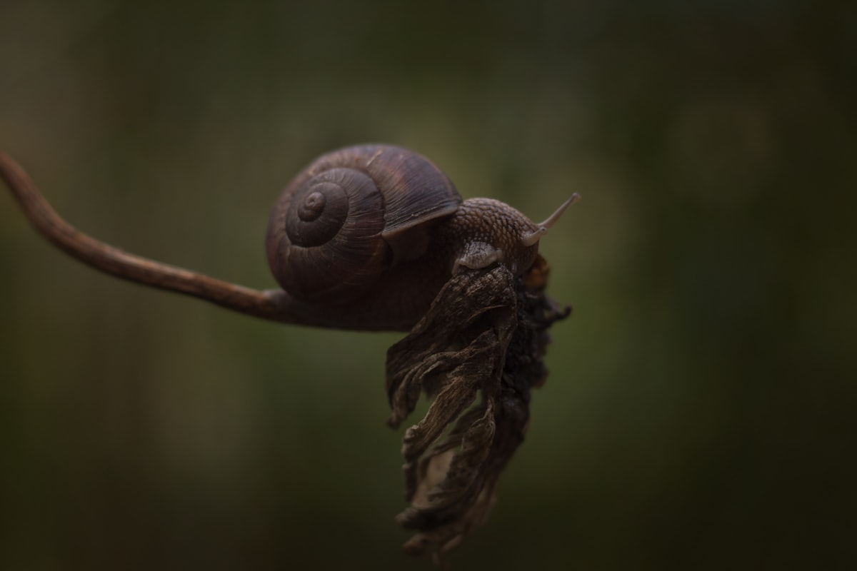 snail-mucin-ingredient-scientific-benefits