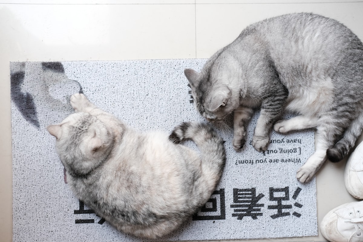 korean-pet-care-trends