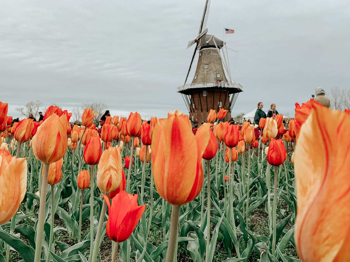 taean-tulip-festival