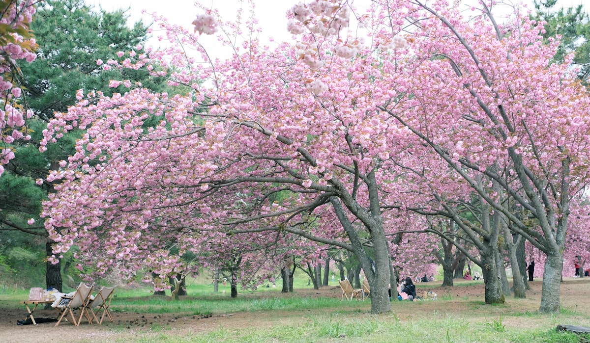 gyeongju-marathon-cherry-blossoms