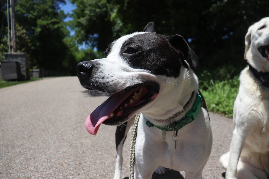 Two happy dogs are smiling on a sunny road.