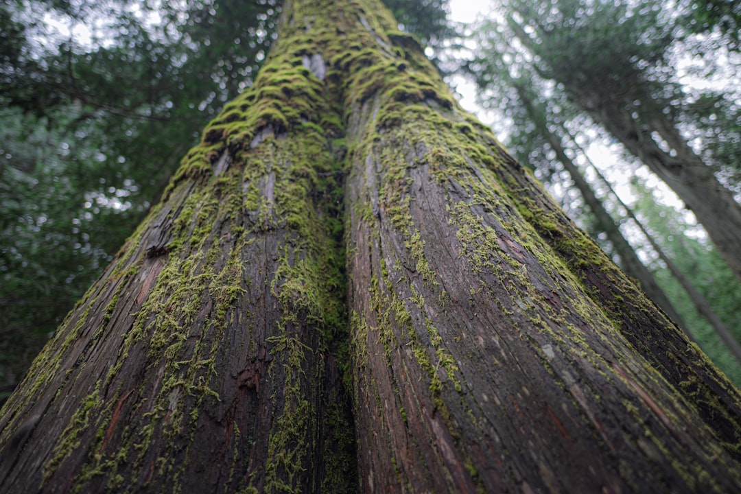 Massive moss-covered tree trunk in a forest