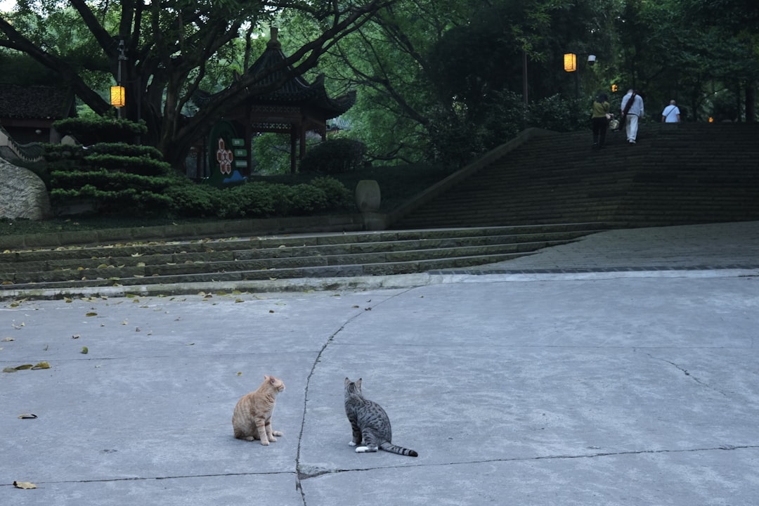 a couple of cats sitting on top of a cement ground