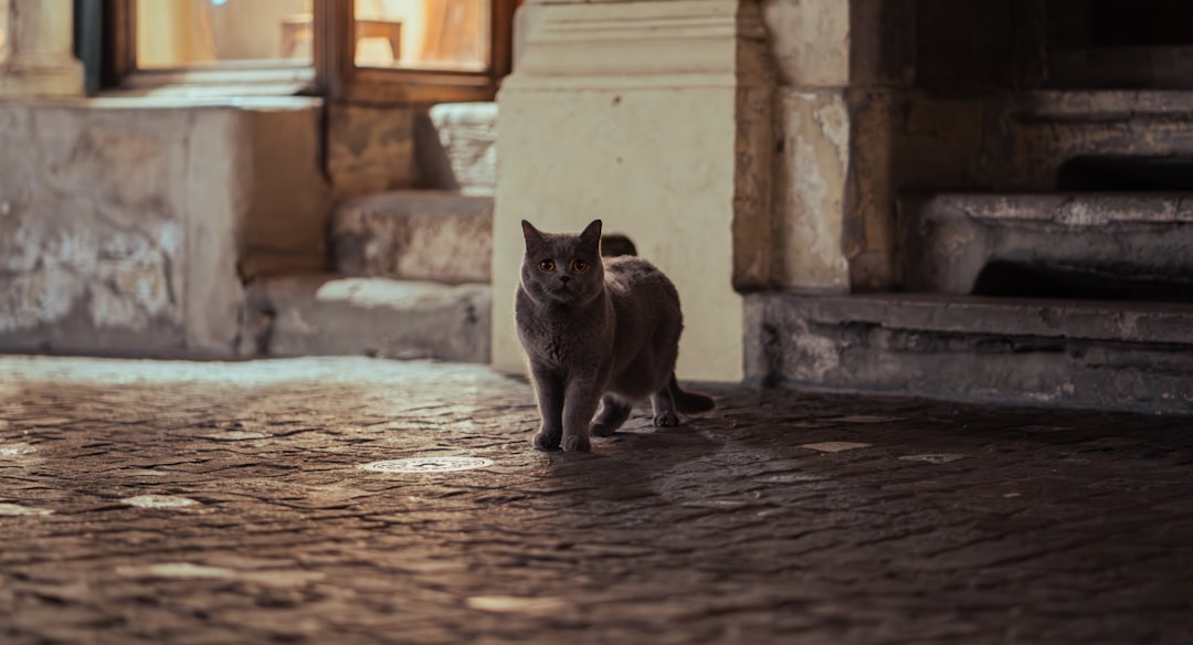 a cat standing on a stone floor in front of a building
