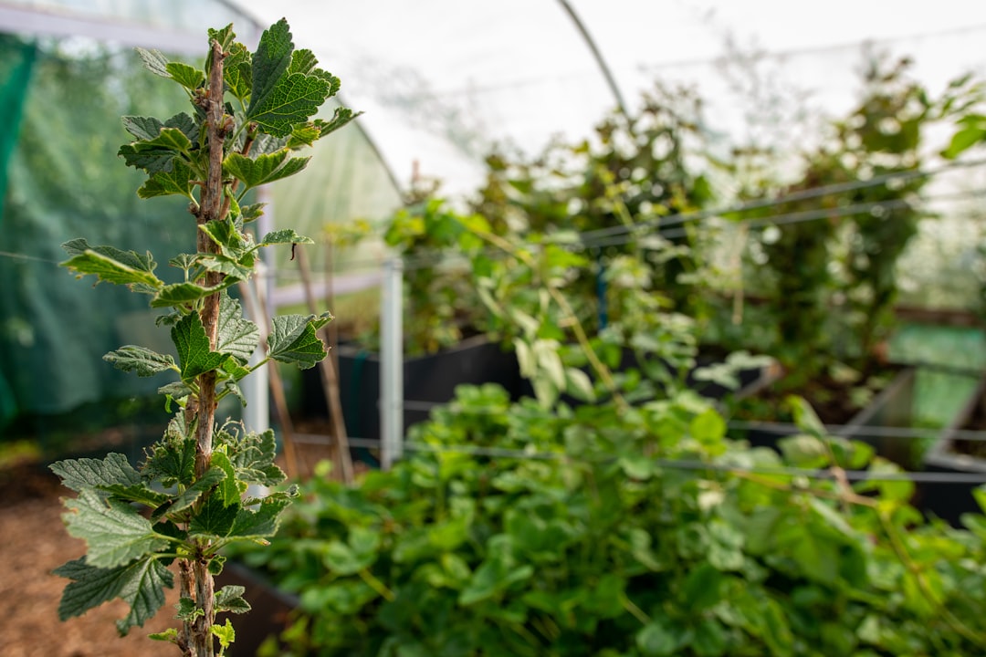 Green plants growing inside a greenhouse.