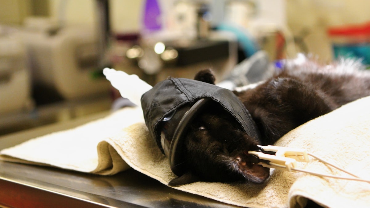 dog-under-anesthesia-dental-procedure