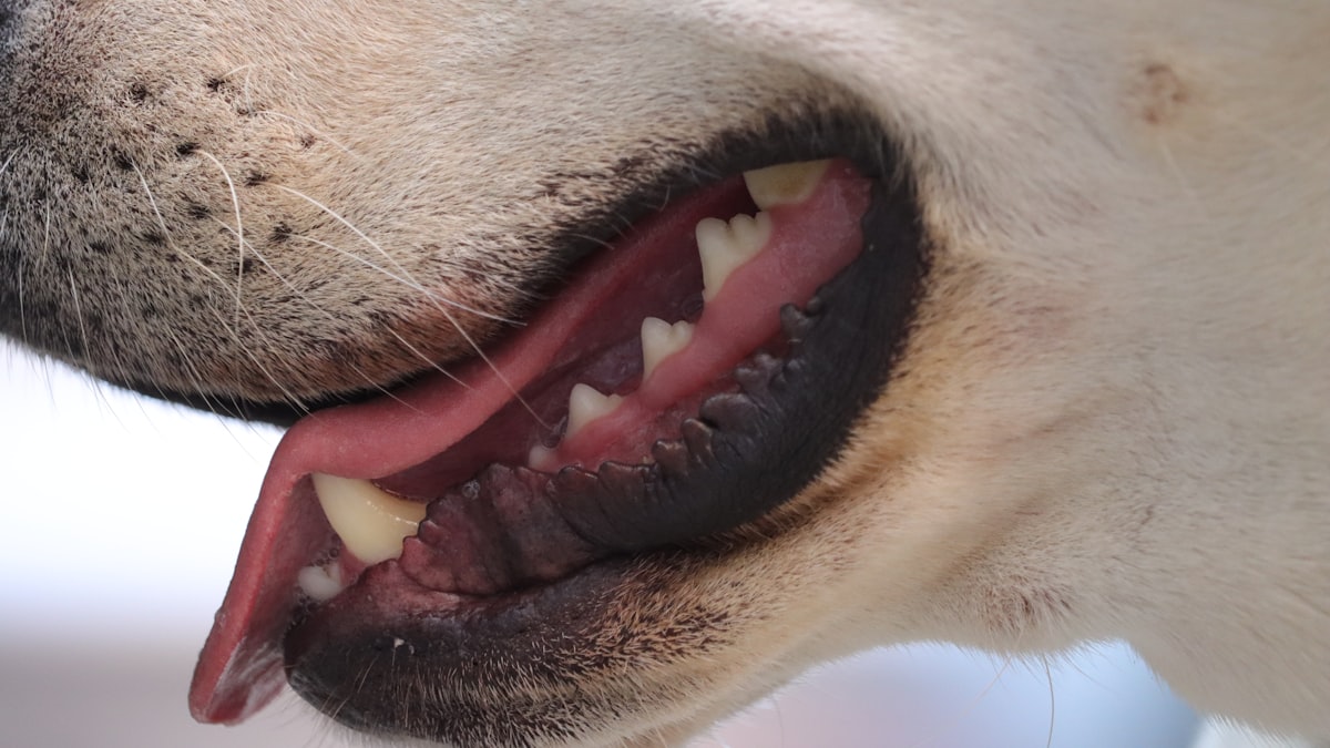 clean-dog-teeth-after-dental-scaling