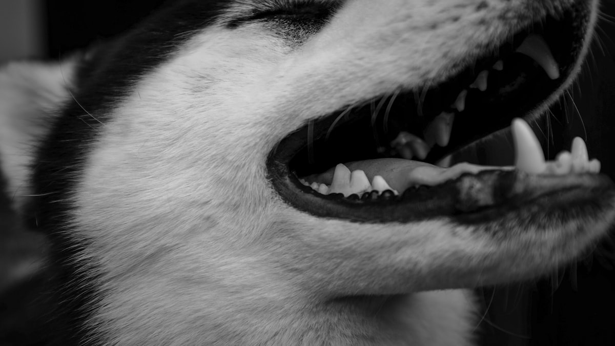 dog-teeth-tartar-buildup-veterinary