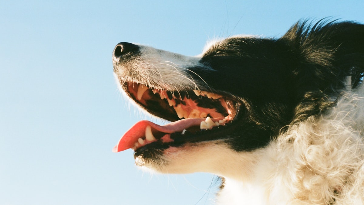 pet-dental-disease-stages-comparison