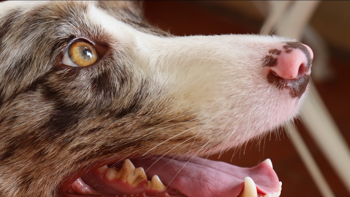dog-chewing-dental-treat-close-up