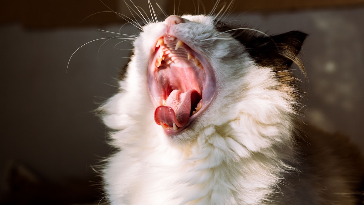 cat-teeth-brushing-at-home