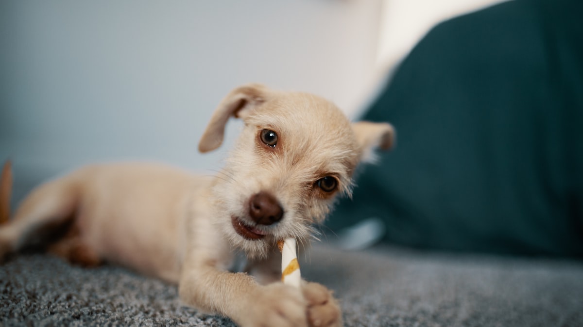 Why Pet Dental Care Matters More Than Most Owners Realise