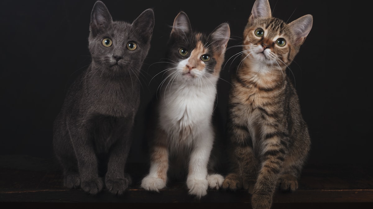 The Testing: 8 Weeks With Three Very Different Cats