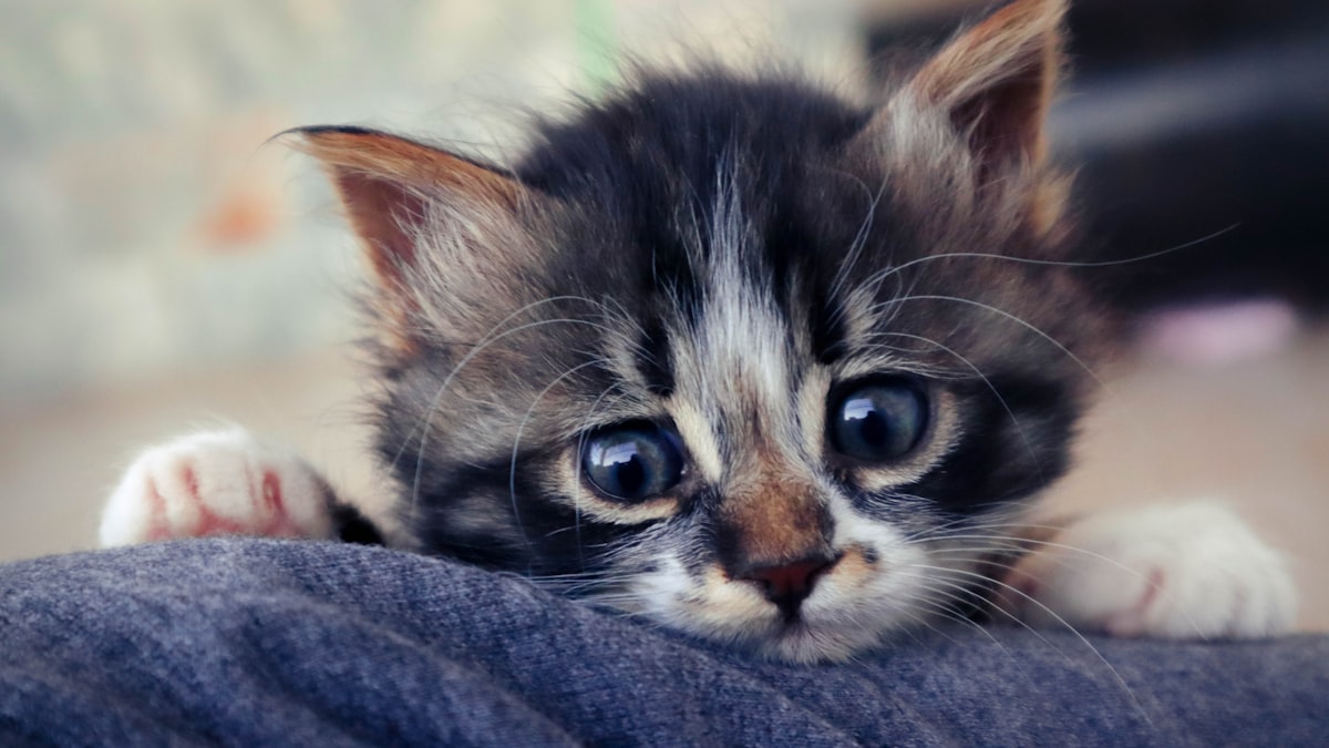 petaling-jaya-condo-living-cats