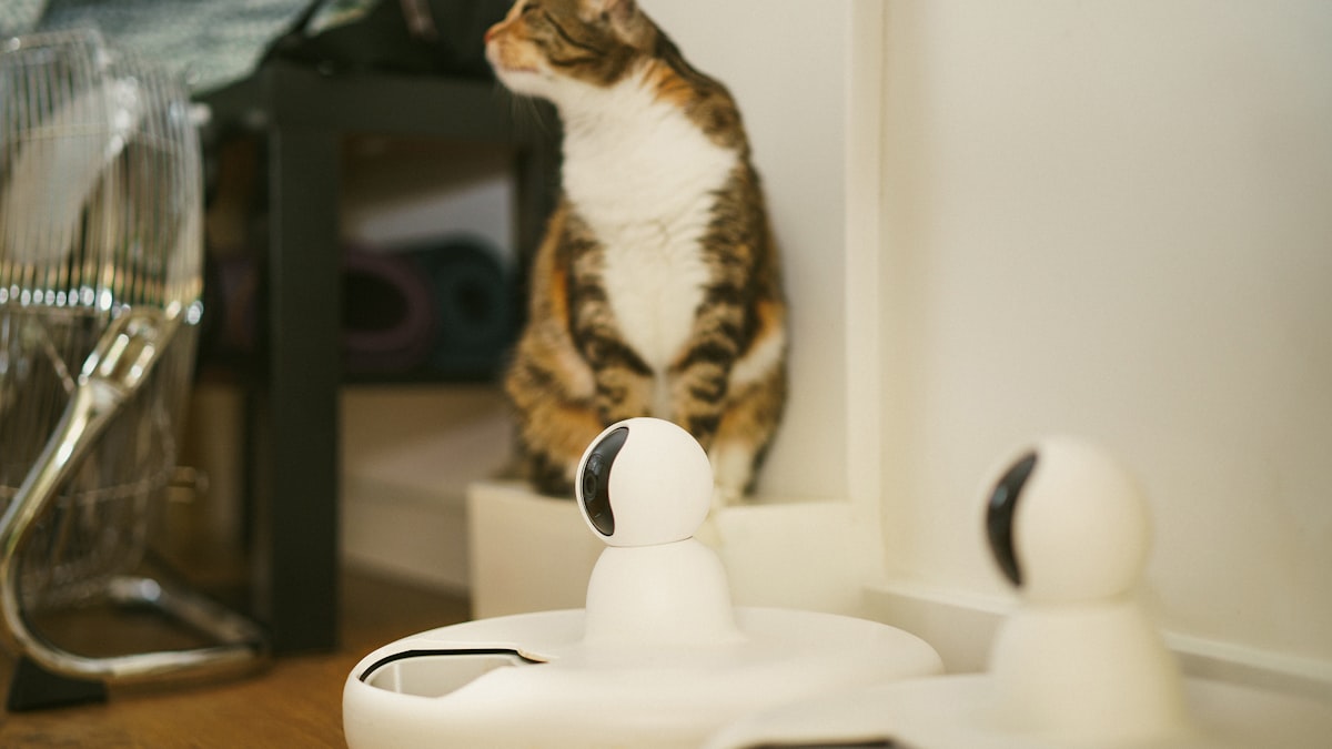 smart-pet-feeder-cats