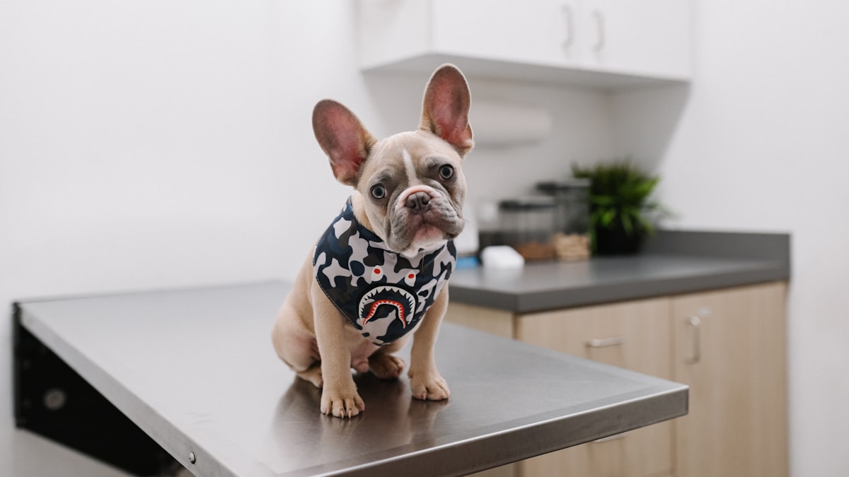 veterinary-dental-scaling-procedure-pet