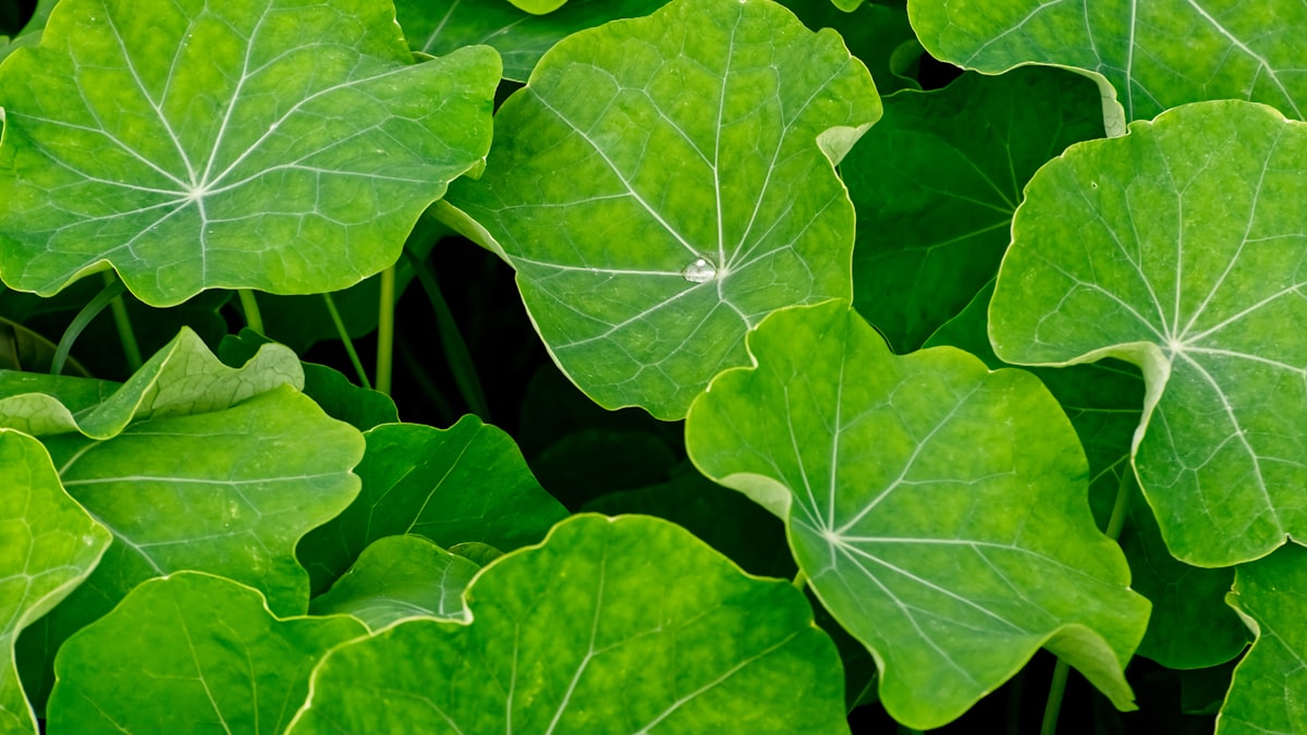 centella-asiatica-plant-skincare-ingredient