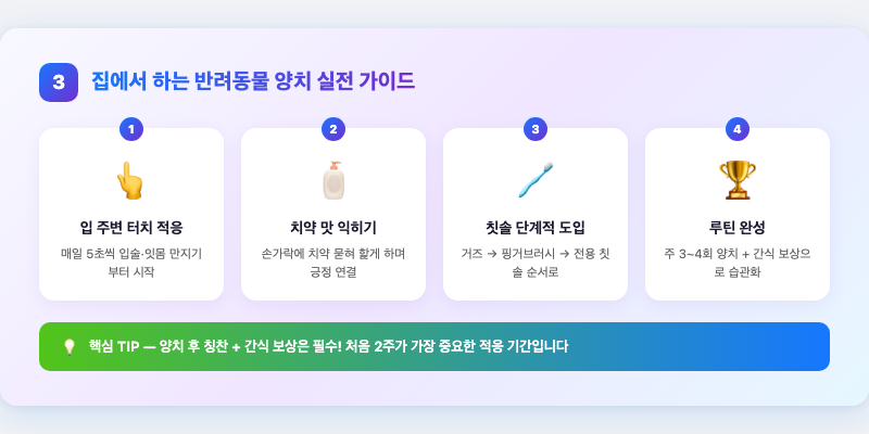 3. 집에서 하는 반려동물 양치 실전 가이드