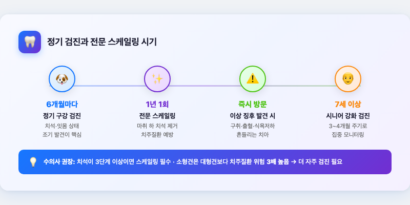 5. 정기 검진과 전문 스케일링 시기